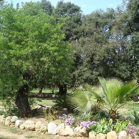 Figuera Blanca *